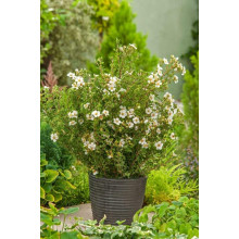 Перстач чагарниковий / Лапчатка кущова Абботсвуд | Potentilla fruticosa Abbotswood | Лапчатка кустарниковая Абботсвуд