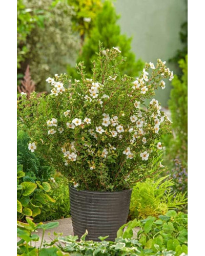 Перстач чагарниковий / Лапчатка кущова Абботсвуд | Potentilla fruticosa Abbotswood | Лапчатка кустарниковая Абботсвуд