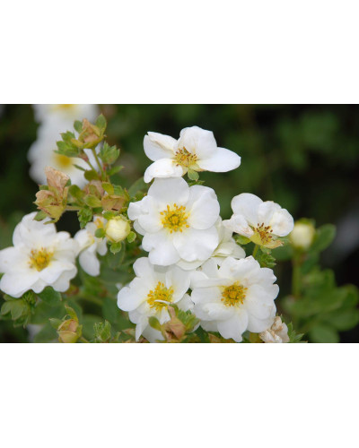 Перстач чагарниковий / Лапчатка кущова Абботсвуд | Potentilla fruticosa Abbotswood | Лапчатка кустарниковая Абботсвуд