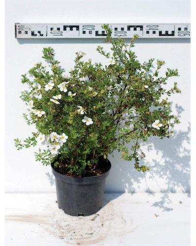 Перстач чагарниковий / Лапчатка кущова Абботсвуд | Potentilla fruticosa Abbotswood | Лапчатка кустарниковая Абботсвуд