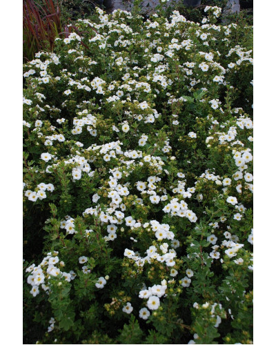 Перстач чагарниковий / Лапчатка кущова Абботсвуд | Potentilla fruticosa Abbotswood | Лапчатка кустарниковая Абботсвуд