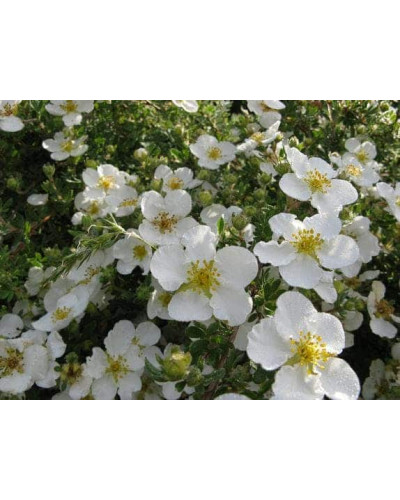 Перстач чагарниковий / Лапчатка кущова Абботсвуд | Potentilla fruticosa Abbotswood | Лапчатка кустарниковая Абботсвуд