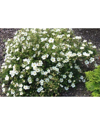 Перстач чагарниковий / Лапчатка кущова Абботсвуд | Potentilla fruticosa Abbotswood | Лапчатка кустарниковая Абботсвуд