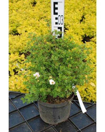 Перстач чагарниковий / Лапчатка кущова Абботсвуд | Potentilla fruticosa Abbotswood | Лапчатка кустарниковая Абботсвуд