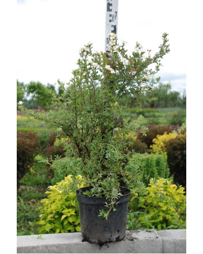 Перстач чагарниковий / Лапчатка кущова Абботсвуд | Potentilla fruticosa Abbotswood | Лапчатка кустарниковая Абботсвуд