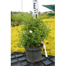 Перстач чагарниковий / Лапчатка кущова Абботсвуд | Potentilla fruticosa Abbotswood | Лапчатка кустарниковая Абботсвуд