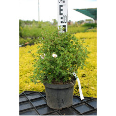 Перстач чагарниковий / Лапчатка кущова Абботсвуд | Potentilla fruticosa Abbotswood | Лапчатка кустарниковая Абботсвуд