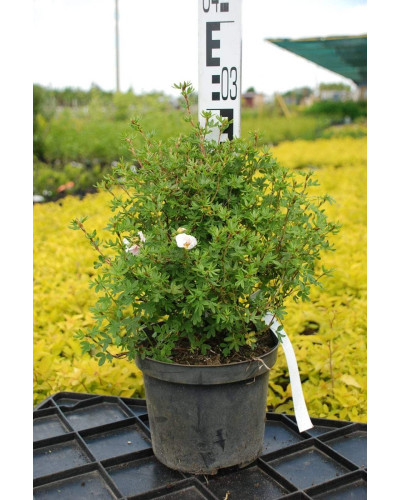 Перстач чагарниковий / Лапчатка кущова Абботсвуд | Potentilla fruticosa Abbotswood | Лапчатка кустарниковая Абботсвуд