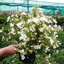 Перстач чагарниковий / Лапчатка кущова Абботсвуд | Potentilla fruticosa Abbotswood | Лапчатка кустарниковая Абботсвуд