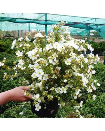 Перстач чагарниковий / Лапчатка кущова Абботсвуд | Potentilla fruticosa Abbotswood | Лапчатка кустарниковая Абботсвуд