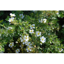 Перстач чагарниковий / Лапчатка кущова Абботсвуд | Potentilla fruticosa Abbotswood | Лапчатка кустарниковая Абботсвуд