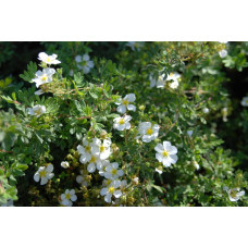 Перстач чагарниковий / Лапчатка кущова Абботсвуд | Potentilla fruticosa Abbotswood | Лапчатка кустарниковая Абботсвуд