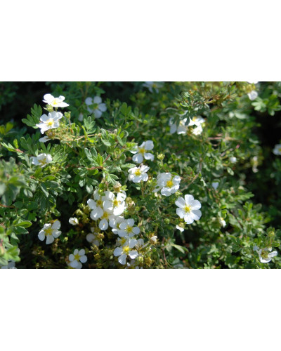 Перстач чагарниковий / Лапчатка кущова Абботсвуд | Potentilla fruticosa Abbotswood | Лапчатка кустарниковая Абботсвуд