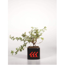 Перстач чагарниковий / Лапчатка кущова Абботсвуд | Potentilla fruticosa Abbotswood | Лапчатка кустарниковая Абботсвуд