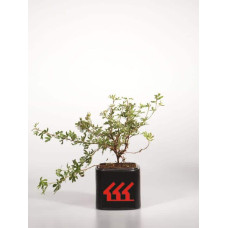 Перстач чагарниковий / Лапчатка кущова Абботсвуд | Potentilla fruticosa Abbotswood | Лапчатка кустарниковая Абботсвуд