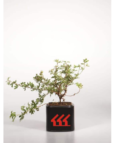 Перстач чагарниковий / Лапчатка кущова Абботсвуд | Potentilla fruticosa Abbotswood | Лапчатка кустарниковая Абботсвуд