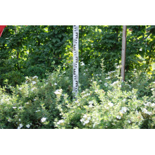 Перстач чагарниковий / Лапчатка кущова Абботсвуд | Potentilla fruticosa Abbotswood | Лапчатка кустарниковая Абботсвуд
