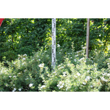 Перстач чагарниковий / Лапчатка кущова Абботсвуд | Potentilla fruticosa Abbotswood | Лапчатка кустарниковая Абботсвуд