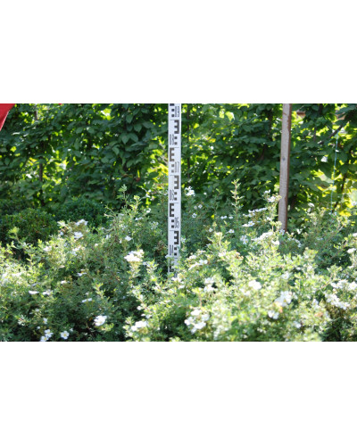 Перстач чагарниковий / Лапчатка кущова Абботсвуд | Potentilla fruticosa Abbotswood | Лапчатка кустарниковая Абботсвуд