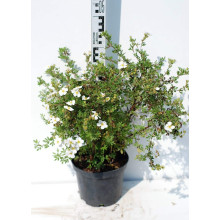 Перстач чагарниковий / Лапчатка кущова Абботсвуд | Potentilla fruticosa Abbotswood | Лапчатка кустарниковая Абботсвуд