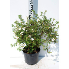 Перстач чагарниковий / Лапчатка кущова Абботсвуд | Potentilla fruticosa Abbotswood | Лапчатка кустарниковая Абботсвуд