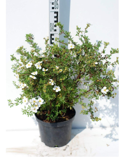 Перстач чагарниковий / Лапчатка кущова Абботсвуд | Potentilla fruticosa Abbotswood | Лапчатка кустарниковая Абботсвуд