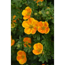 Перстач чагарниковий / Лапчатка кущова Ред Айс | Potentilla fruticosa Red Ace | Лапчатка кустарниковая Ред Айс