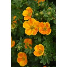 Перстач чагарниковий / Лапчатка кущова Ред Айс | Potentilla fruticosa Red Ace | Лапчатка кустарниковая Ред Айс