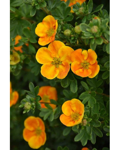 Перстач чагарниковий / Лапчатка кущова Ред Айс | Potentilla fruticosa Red Ace | Лапчатка кустарниковая Ред Айс