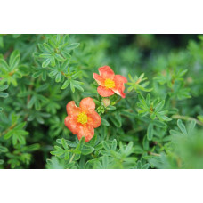 Перстач чагарниковий / Лапчатка кущова Ред Айс | Potentilla fruticosa Red Ace | Лапчатка кустарниковая Ред Айс