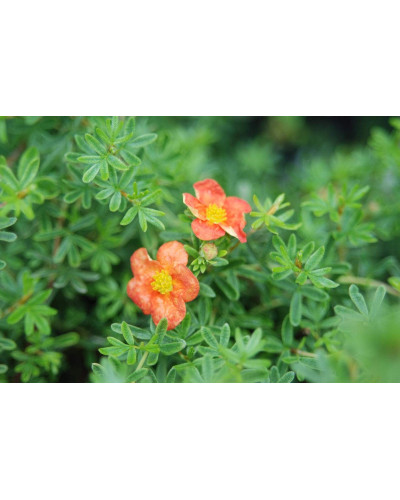 Перстач чагарниковий / Лапчатка кущова Ред Айс | Potentilla fruticosa Red Ace | Лапчатка кустарниковая Ред Айс