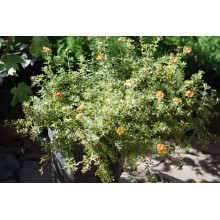 Перстач чагарниковий / Лапчатка кущова Ред Айс | Potentilla fruticosa Red Ace | Лапчатка кустарниковая Ред Айс