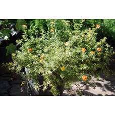 Перстач чагарниковий / Лапчатка кущова Ред Айс | Potentilla fruticosa Red Ace | Лапчатка кустарниковая Ред Айс