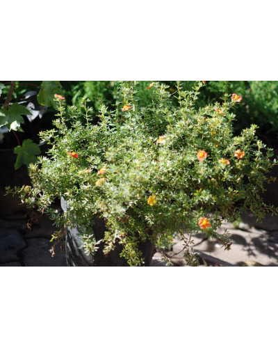 Перстач чагарниковий / Лапчатка кущова Ред Айс | Potentilla fruticosa Red Ace | Лапчатка кустарниковая Ред Айс