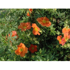 Перстач чагарниковий / Лапчатка кущова Ред Айс | Potentilla fruticosa Red Ace | Лапчатка кустарниковая Ред Айс