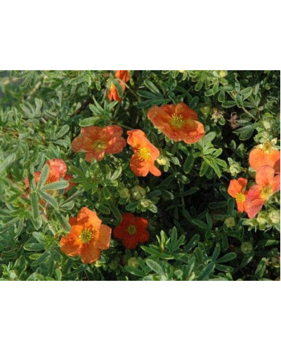 Перстач чагарниковий / Лапчатка кущова Ред Айс | Potentilla fruticosa Red Ace | Лапчатка кустарниковая Ред Айс