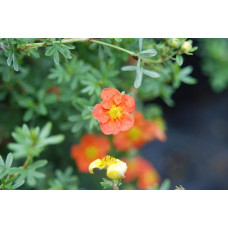 Перстач чагарниковий / Лапчатка кущова Ред Айс | Potentilla fruticosa Red Ace | Лапчатка кустарниковая Ред Айс