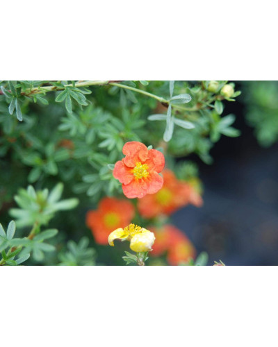 Перстач чагарниковий / Лапчатка кущова Ред Айс | Potentilla fruticosa Red Ace | Лапчатка кустарниковая Ред Айс