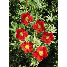 Перстач чагарниковий / Лапчатка кущова Ред Айс | Potentilla fruticosa Red Ace | Лапчатка кустарниковая Ред Айс
