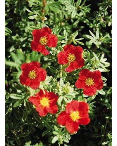 Перстач чагарниковий / Лапчатка кущова Ред Айс | Potentilla fruticosa Red Ace | Лапчатка кустарниковая Ред Айс