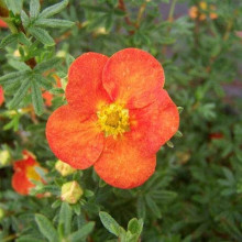 Перстач чагарниковий / Лапчатка кущова Ред Айс | Potentilla fruticosa Red Ace | Лапчатка кустарниковая Ред Айс
