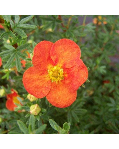 Перстач чагарниковий / Лапчатка кущова Ред Айс | Potentilla fruticosa Red Ace | Лапчатка кустарниковая Ред Айс