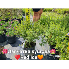 Перстач чагарниковий / Лапчатка кущова Ред Айс | Potentilla fruticosa Red Ace | Лапчатка кустарниковая Ред Айс