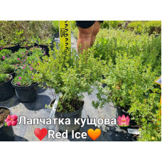 Перстач чагарниковий / Лапчатка кущова Ред Айс | Potentilla fruticosa Red Ace | Лапчатка кустарниковая Ред Айс