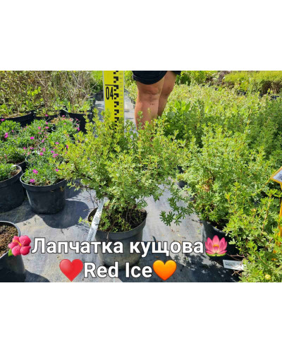 Перстач чагарниковий / Лапчатка кущова Ред Айс | Potentilla fruticosa Red Ace | Лапчатка кустарниковая Ред Айс
