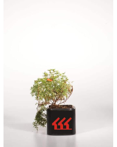 Перстач чагарниковий / Лапчатка кущова Ред Айс | Potentilla fruticosa Red Ace | Лапчатка кустарниковая Ред Айс
