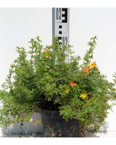Перстач чагарниковий / Лапчатка кущова Ред Айс | Potentilla fruticosa Red Ace | Лапчатка кустарниковая Ред Айс