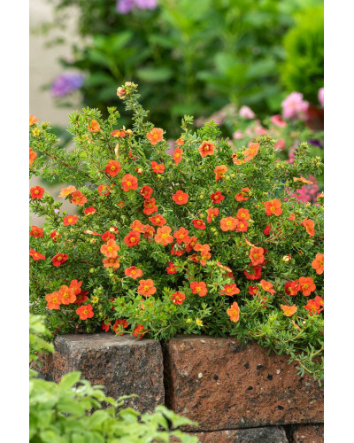 Перстач чагарниковий / Лапчатка кущова Ред Айс | Potentilla fruticosa Red Ace | Лапчатка кустарниковая Ред Айс
