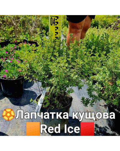Перстач чагарниковий / Лапчатка кущова Ред Айс | Potentilla fruticosa Red Ace | Лапчатка кустарниковая Ред Айс