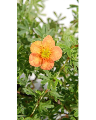 Перстач чагарниковий / Лапчатка кущова Ред Айс | Potentilla fruticosa Red Ace | Лапчатка кустарниковая Ред Айс